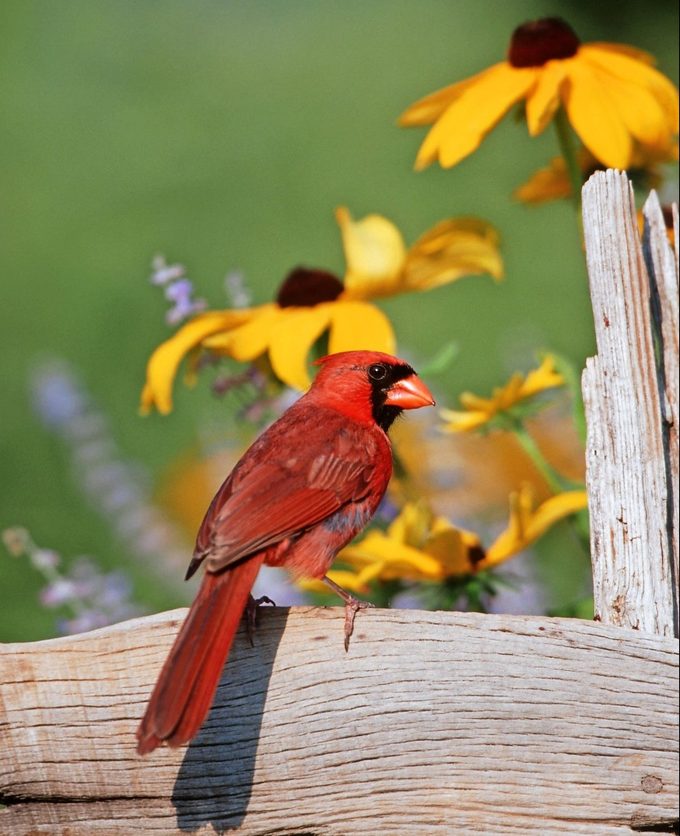 Male northern cardinal, state bird