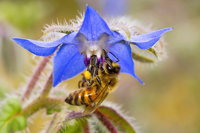 borage and bee