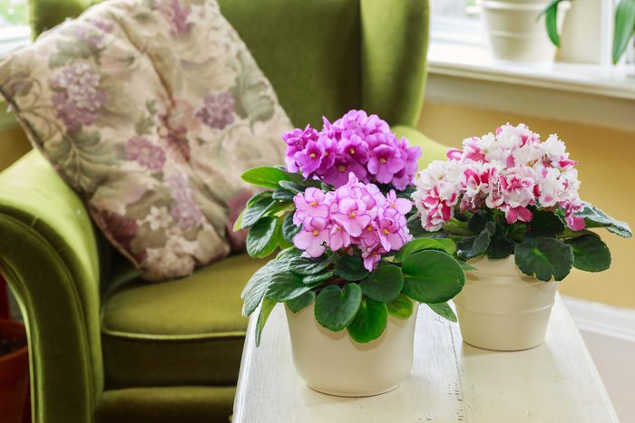 african violet