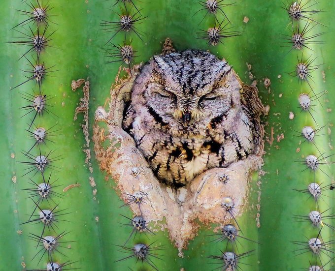 western screech owl, types of owls