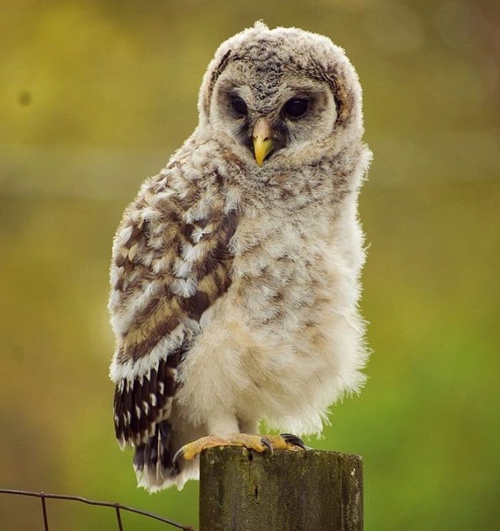 baby owl