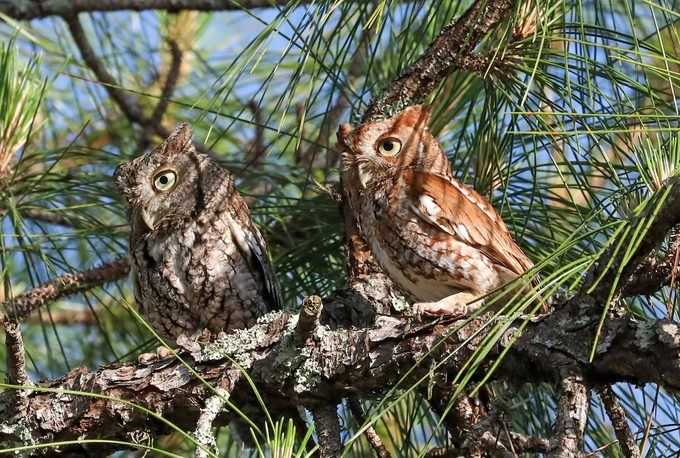 eastern screech owls