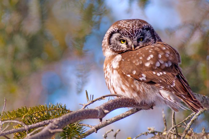 boreal owl