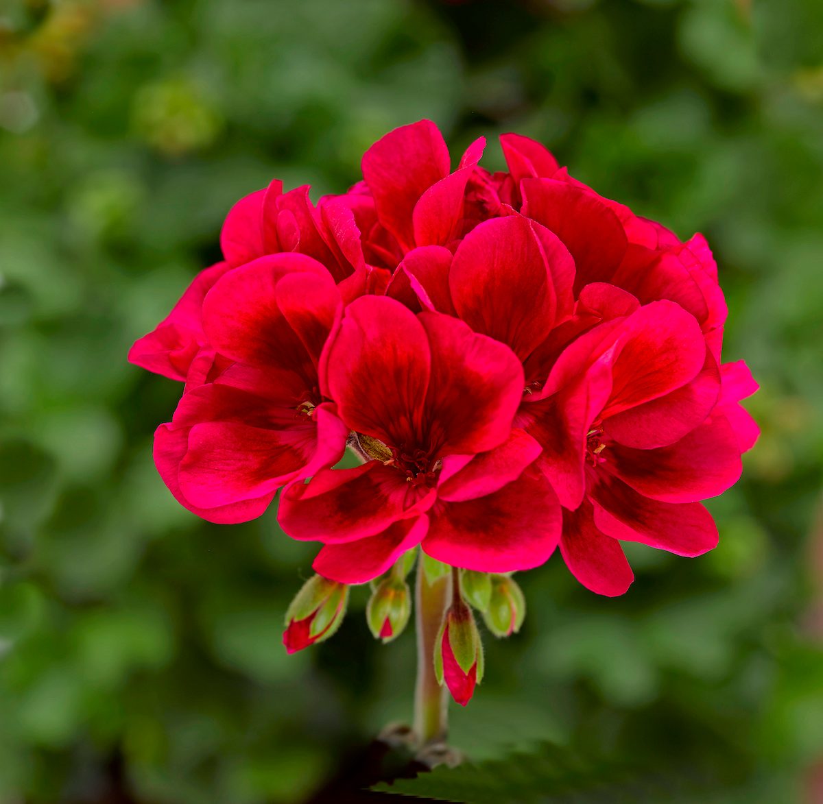 fall container plants, Mojo Cranberry Splash geranium