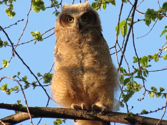 baby owl
