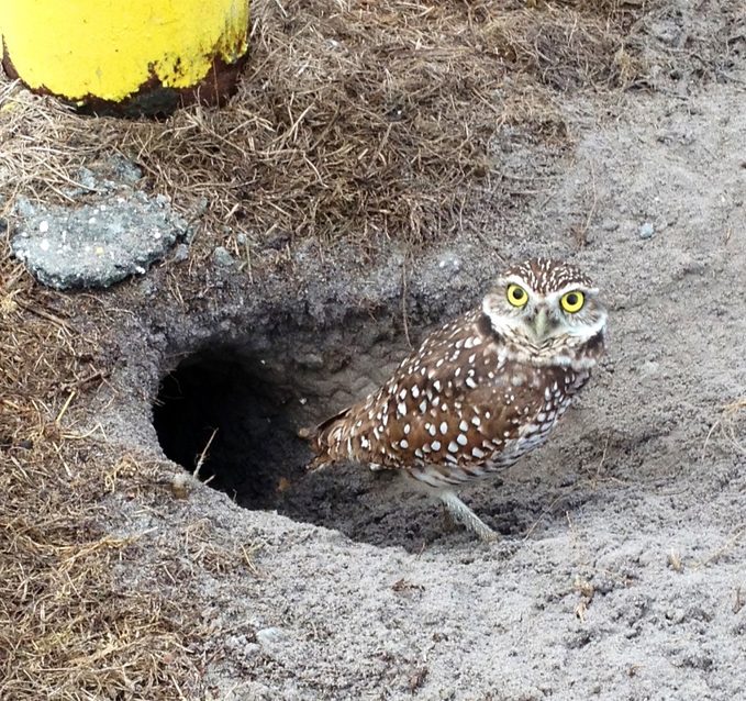 burrowing owl den