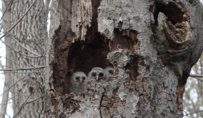 baby owls