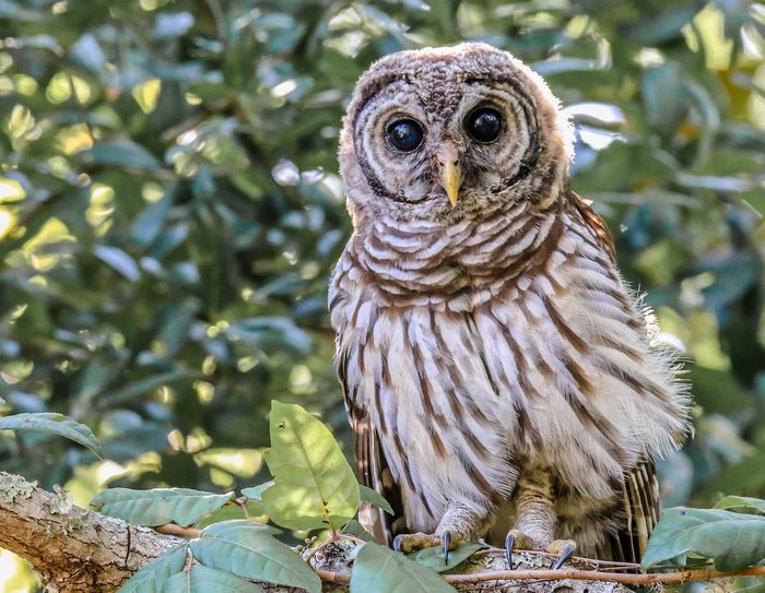 owl fledgling