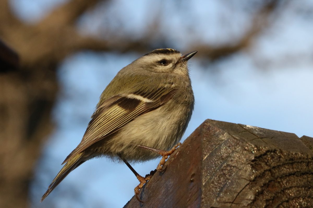 golden crowned kinglet