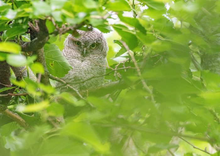 baby owl