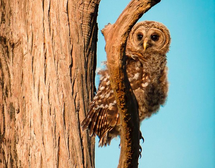 baby owl