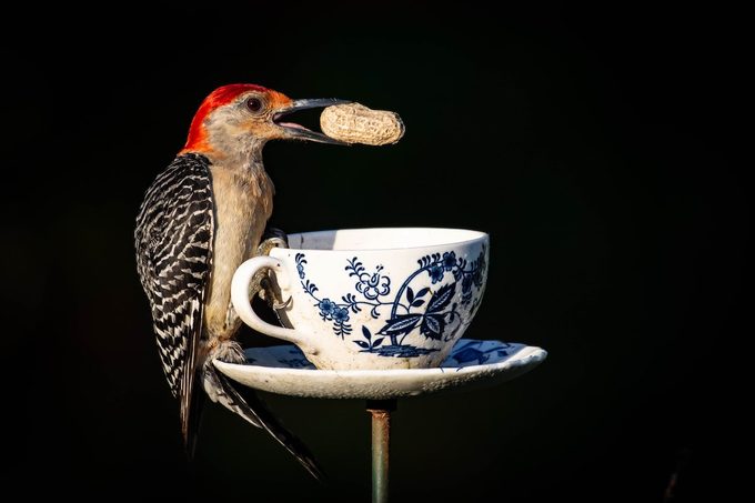 red bellied woodpecker with peanut