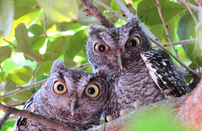 screech owl