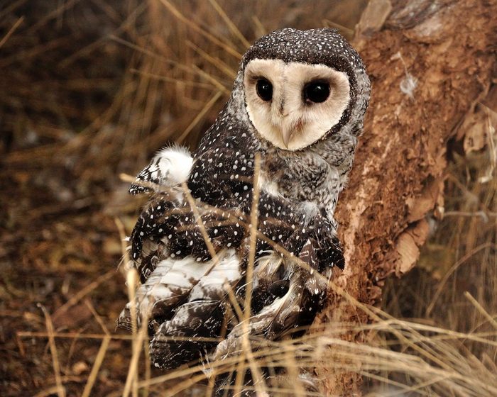 baby barn owl
