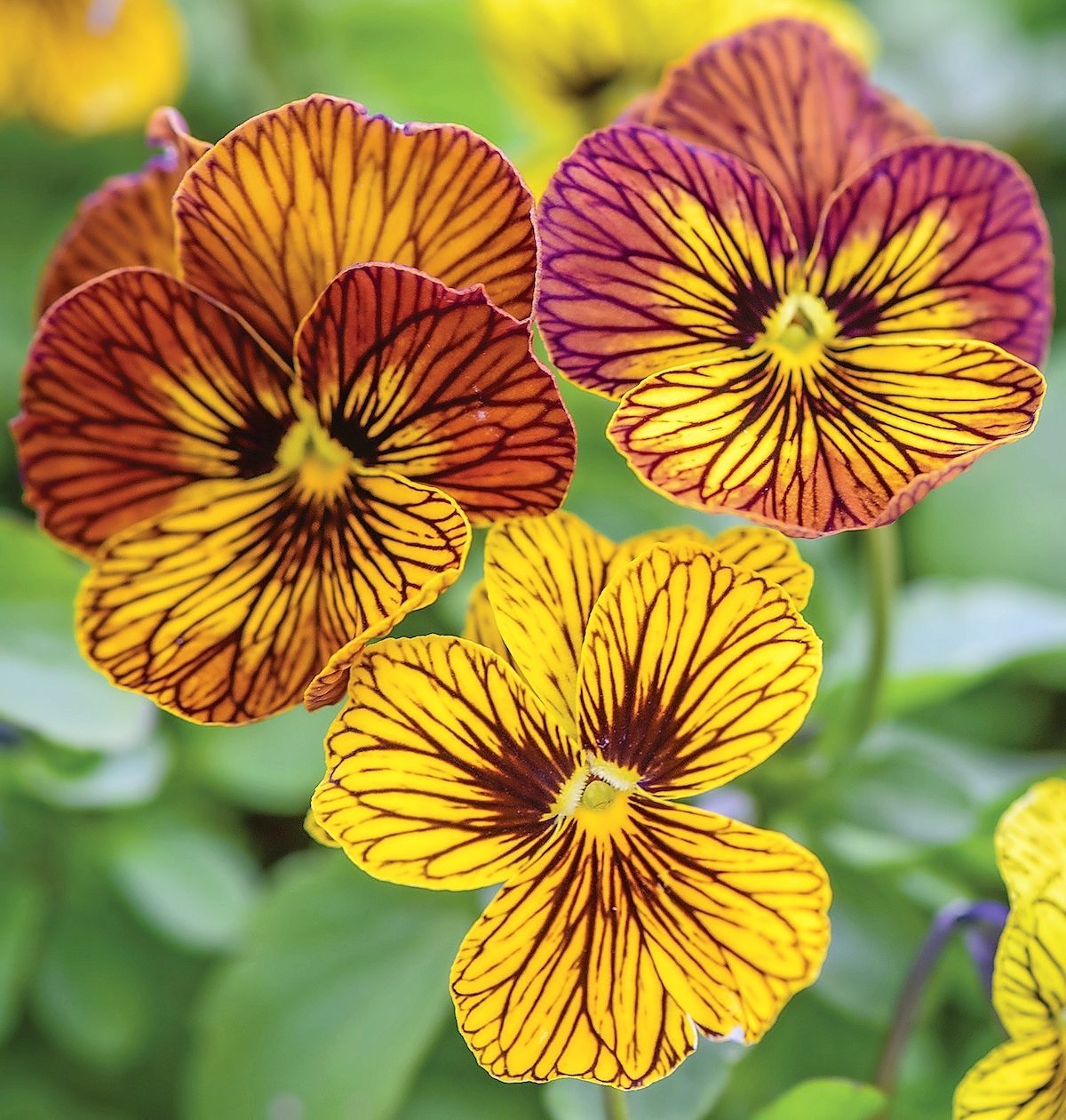 Tiger Eye viola 