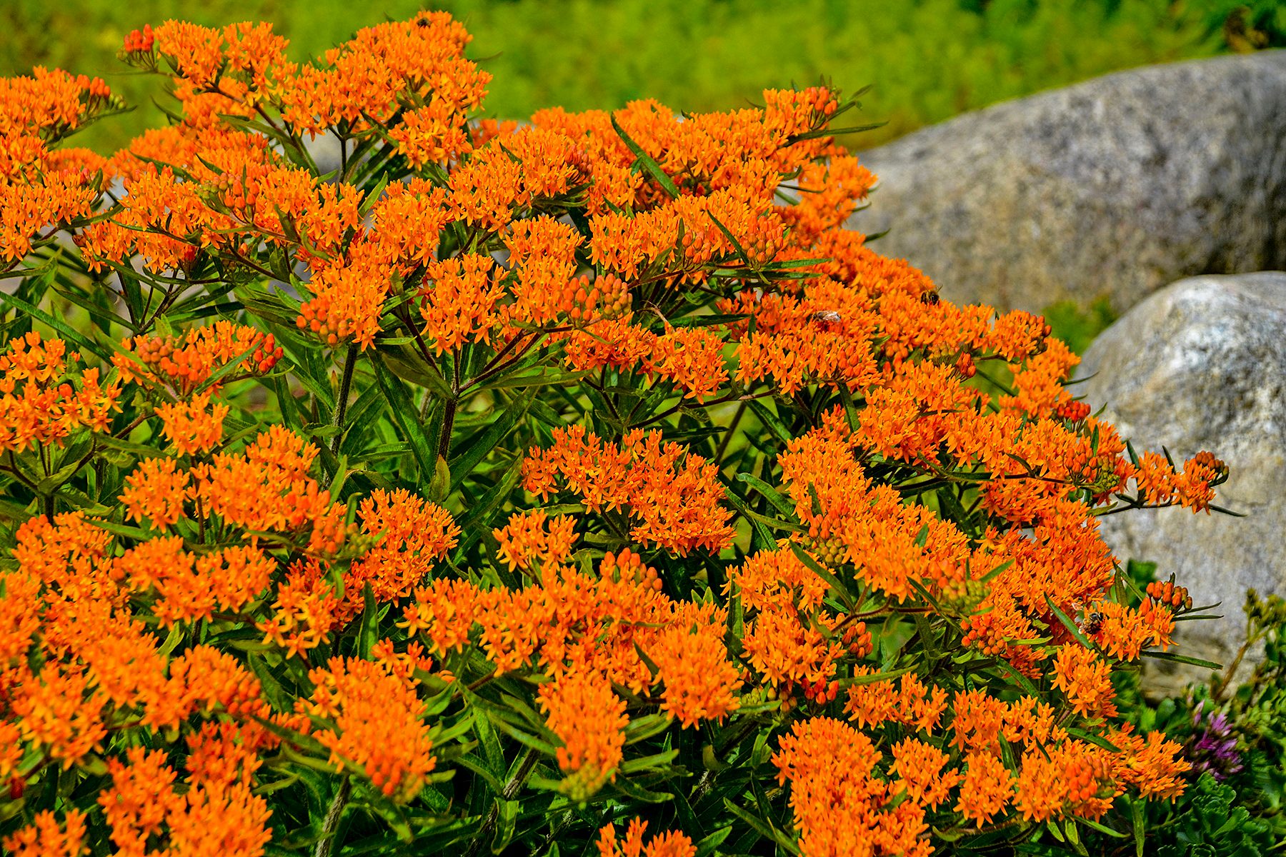 Butterfly Weed