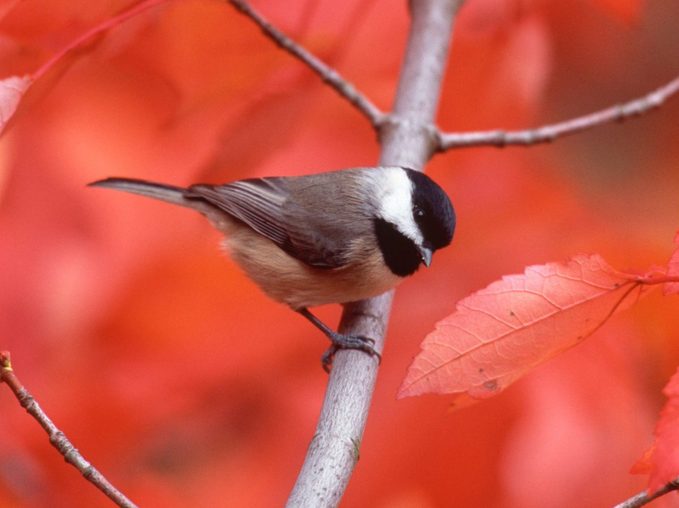 Carolina chickadee in maple tree