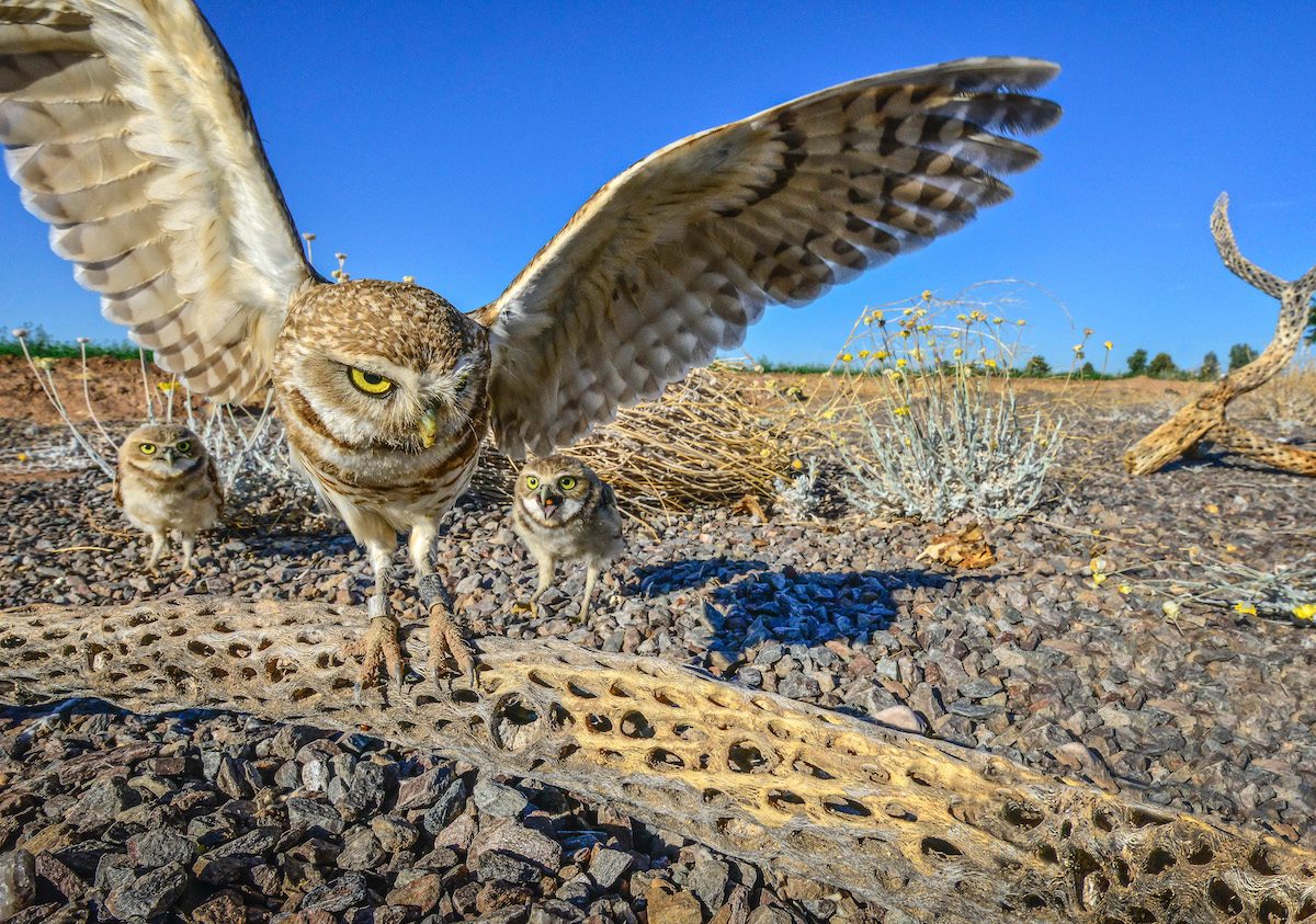 burrowing owls