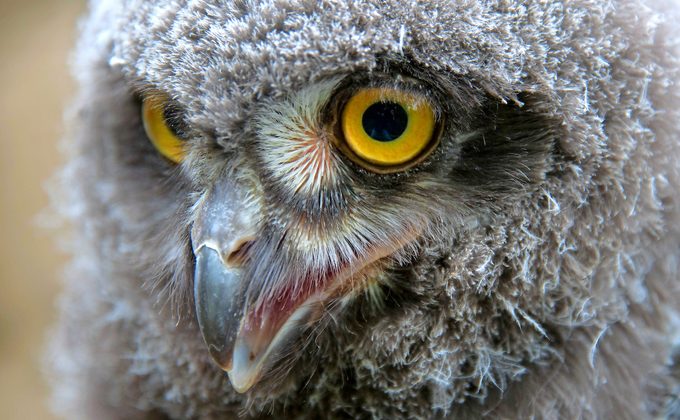 Hanover, Germany. 12th July, 2013. A Young Snowy Owl Is Pictured At Hanover Zoo In Hanover, Germany, 12 July 2013. Photo: Jochen Luebke/dpa/alamy Live News