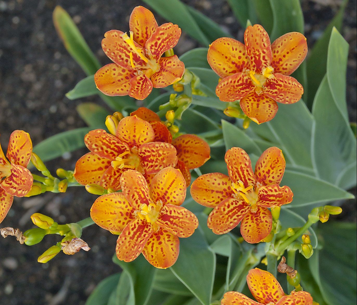 Freckle Face Blackberry lily have delightful dark orange spots on a tangerine petals.