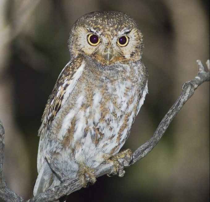 Elf Owl, types of owls