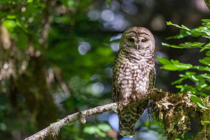 Spotted Owl - Strix occidentalis