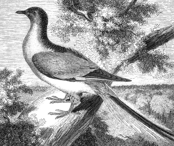 Passenger Pigeon