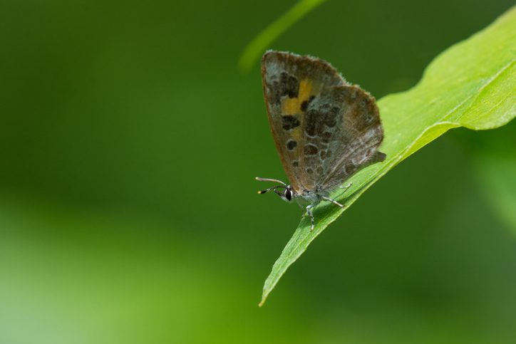 Harvester Butterfly, kinds of butterflies