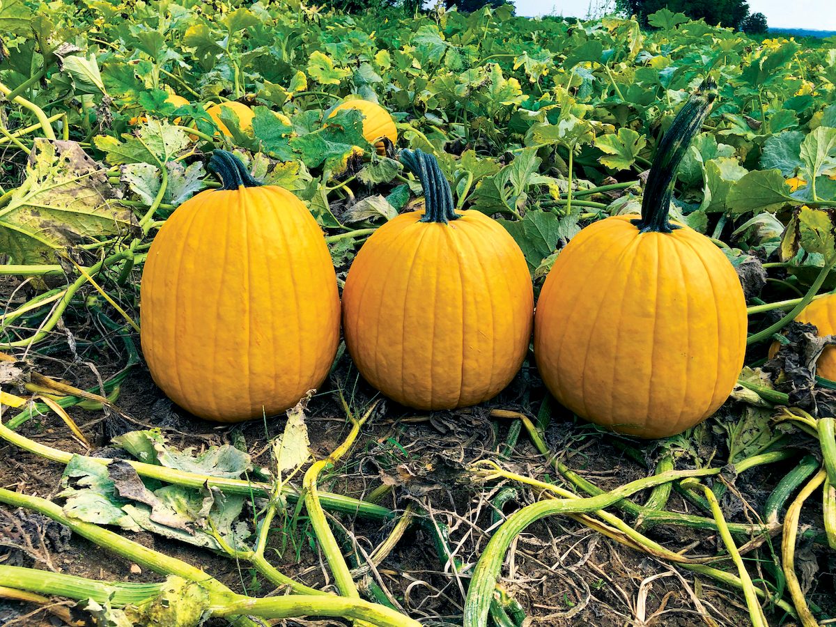 Lemonade pumpkins