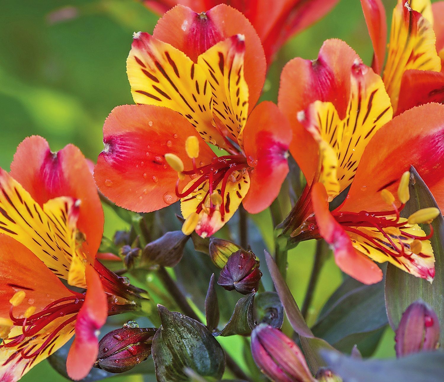 Indian Summer Peruvian Lily