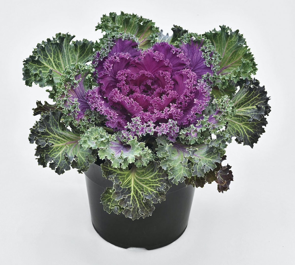 Nagoya flowering kale