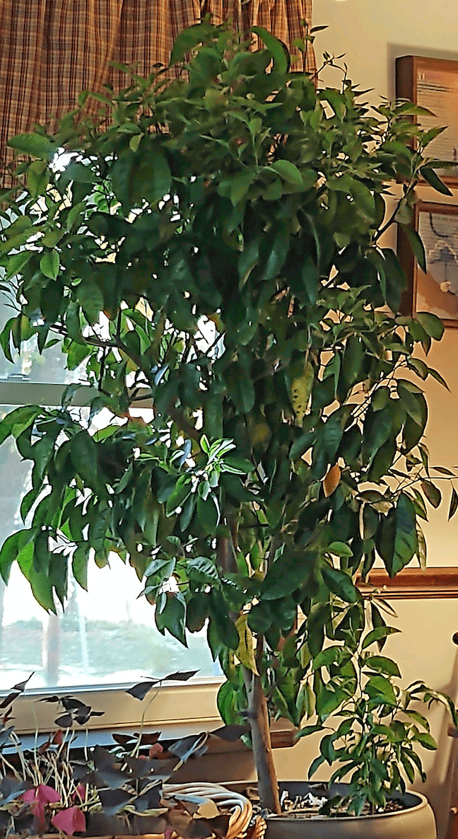 Clementine tree