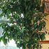 Expert Tips for Growing a Clementine Tree Indoors