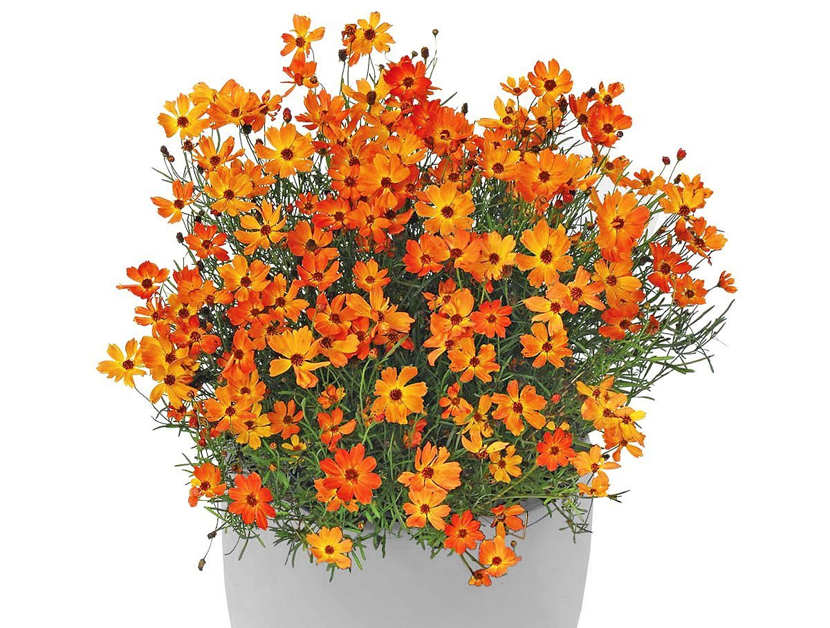 Mango Punch lanceleaf coreopsis