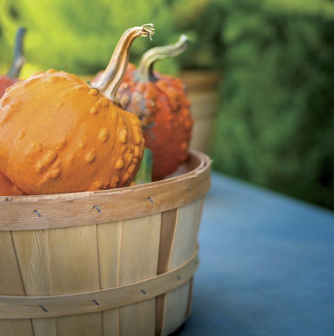 Toad pumpkins, pumpkin facts