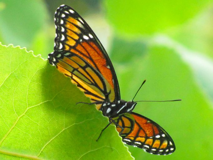 A viceroy butterfly peeks from behind a leaf.