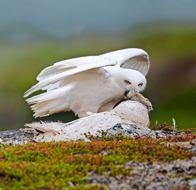 Snowy Owl (bubo Scandiaca) Male Bringing Lemming Prey To Nesting Female, Utsjoki Finland July