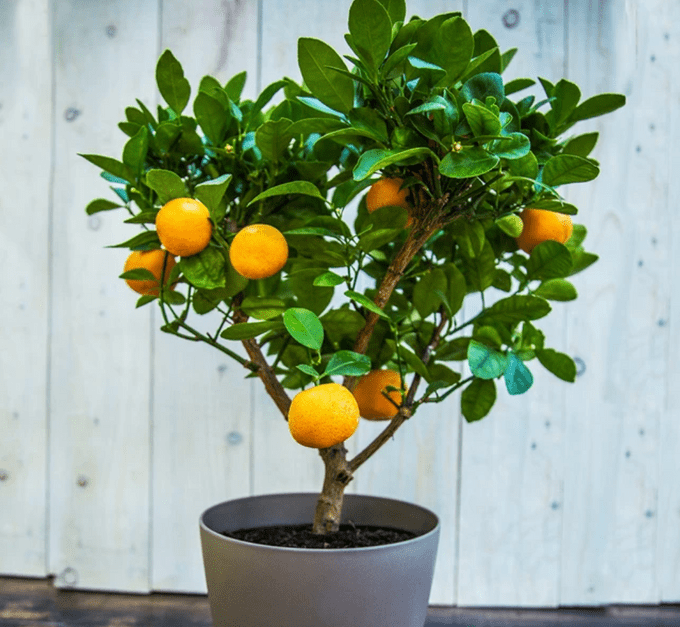 Dwarf Clementine Tree