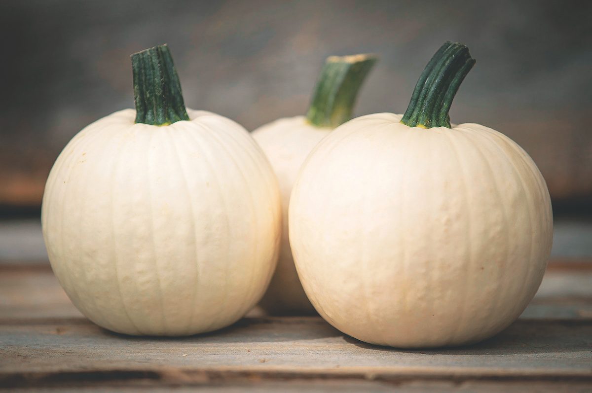 Shiver pumpkins