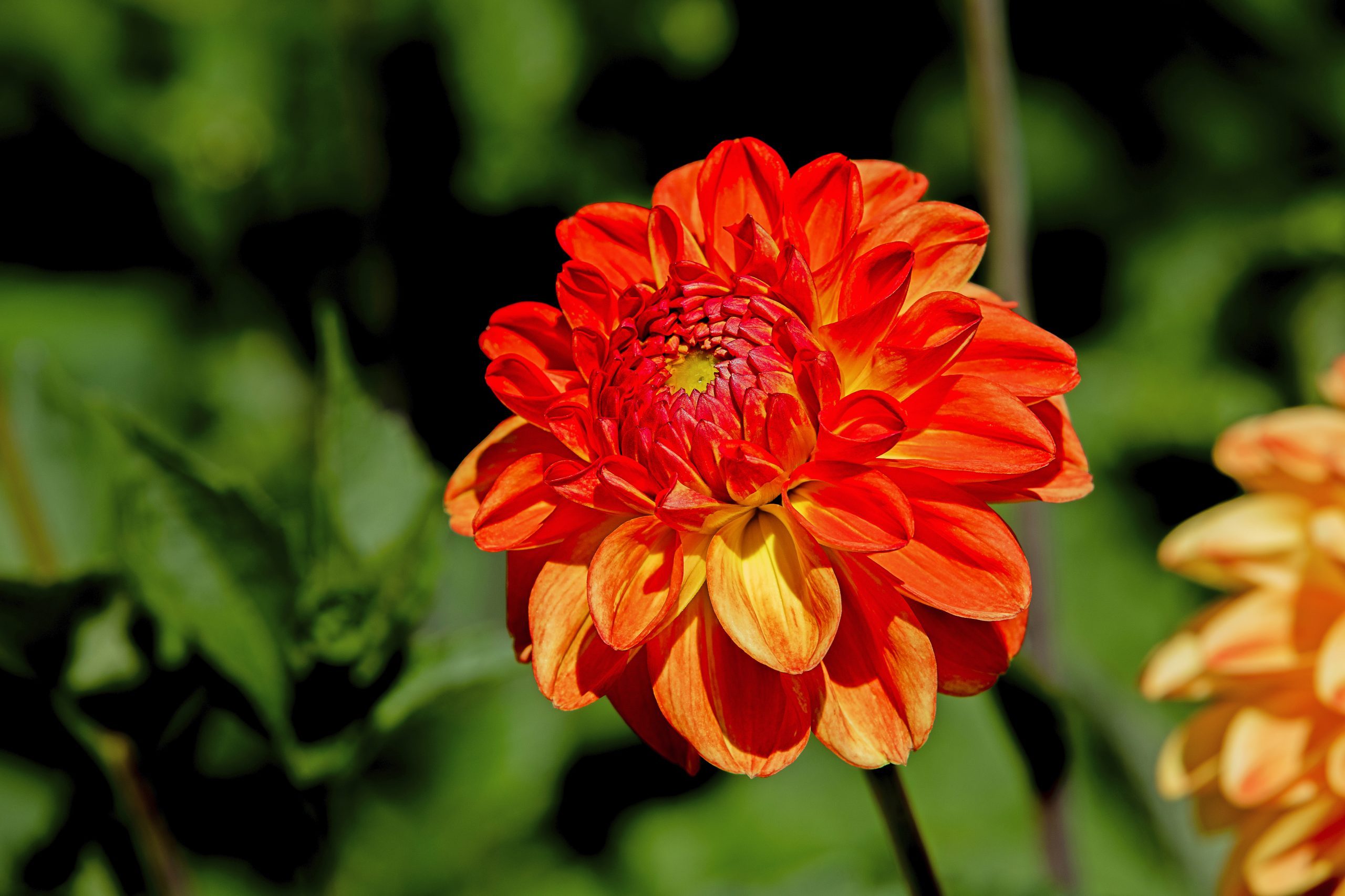 Orange Nugget dahlia's bright orange flowers make excellent cut flowers for a vase.