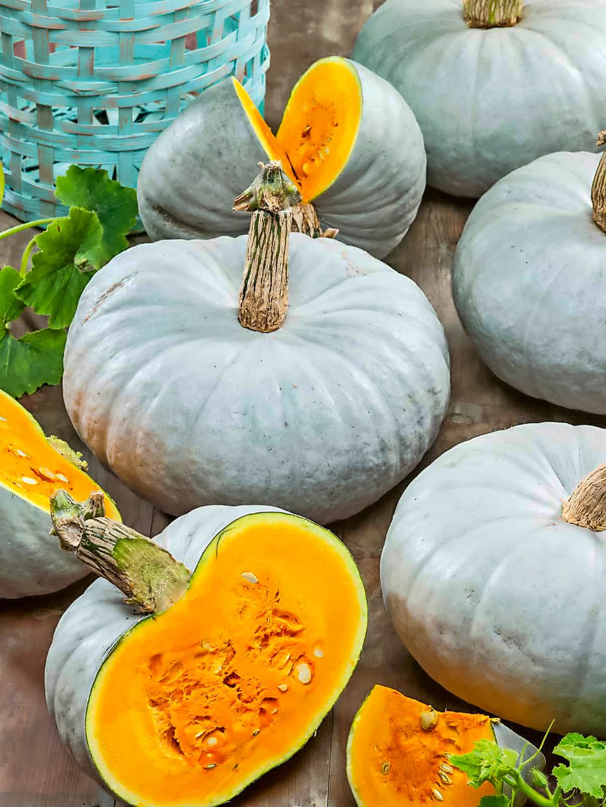 Blue Prince pumpkins