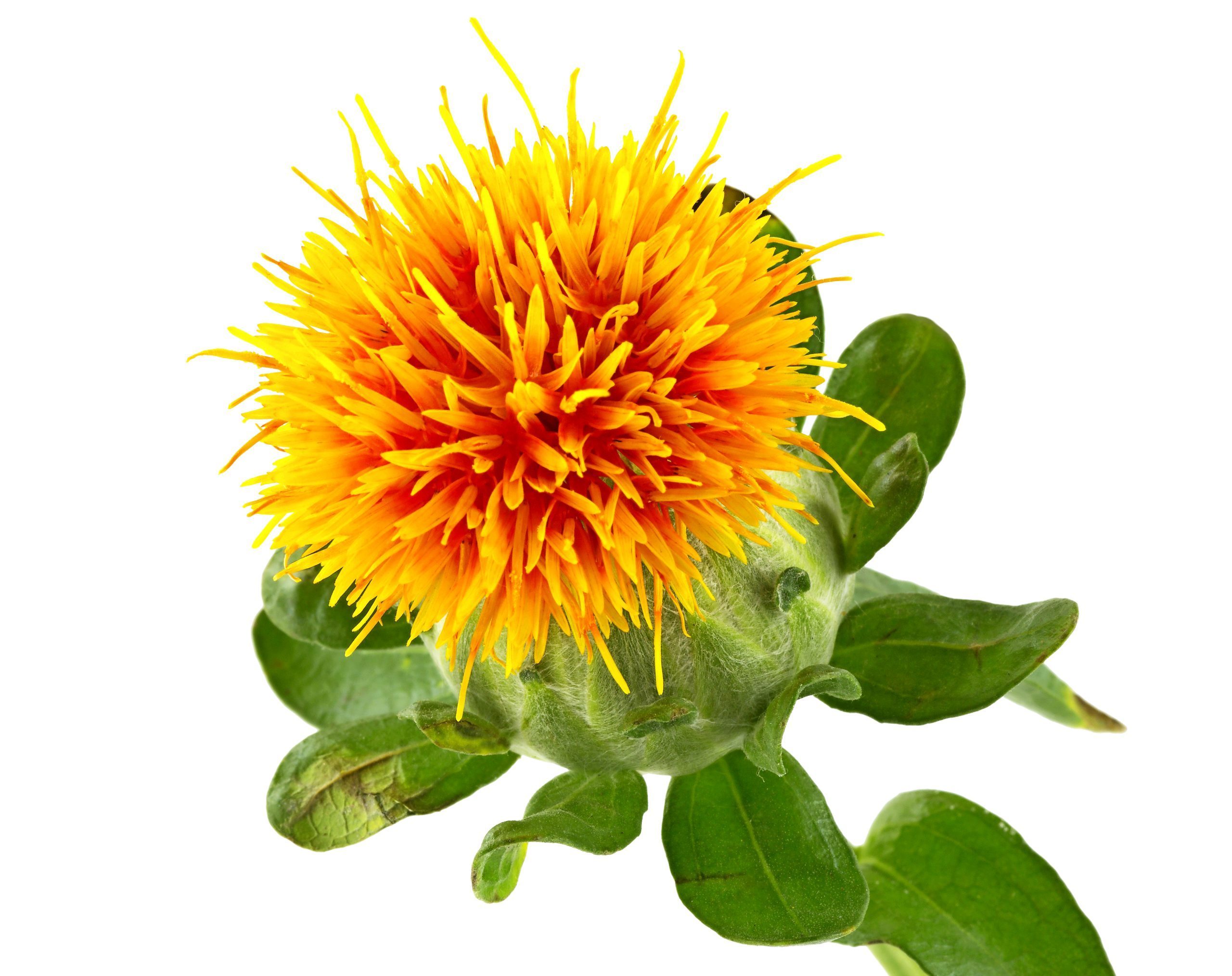 Funky orange safflowers provide seeds that birds love.
