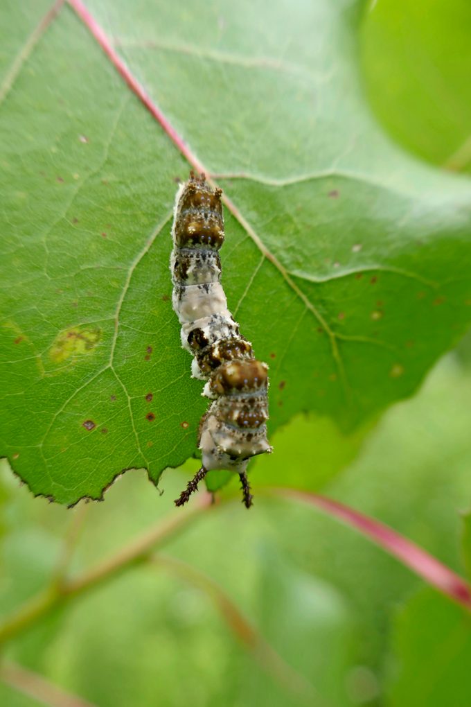 A viceroy caterpillar eating a leaf.