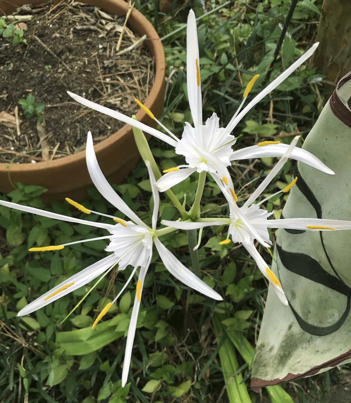 Spider lilies