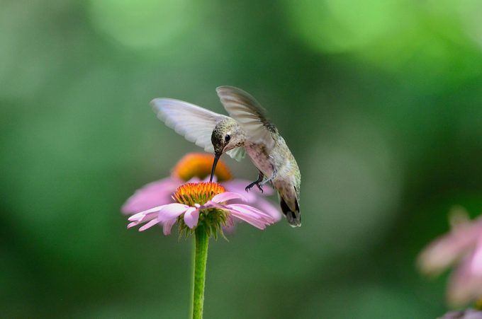 hummingbird on flower