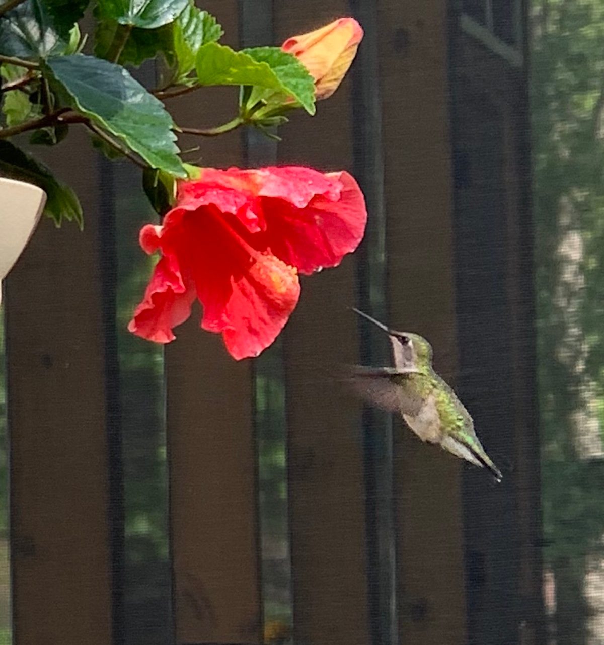 hummingbird meaning loved one