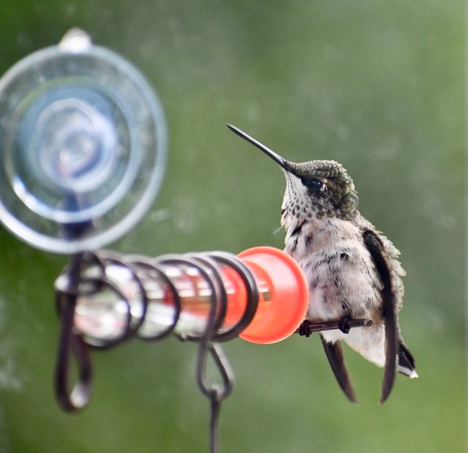 bird feeder placement