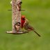 No Mess Bird Feeders to Keep Your Yard Clean