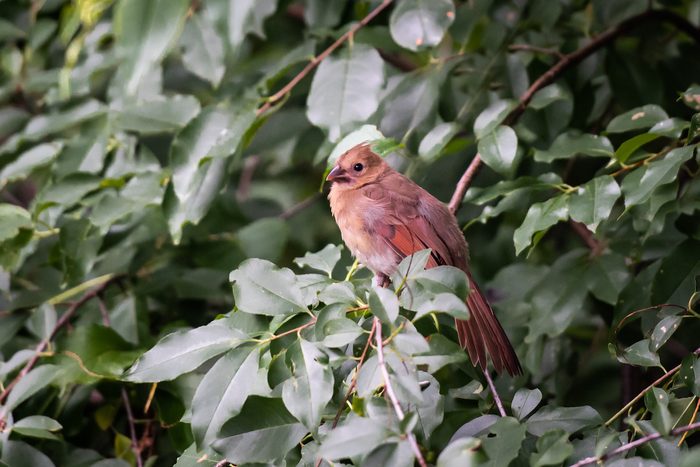 young cardinal