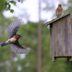 How to Make a DIY Bluebird House